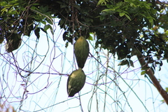 Gonolobus taylorianus