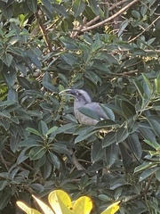 Ocyceros birostris