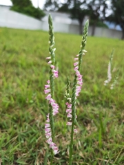 Spiranthes sinensis