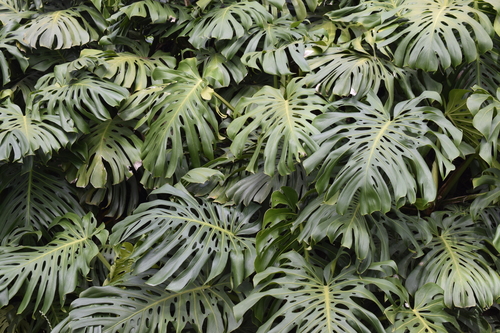 Monstera image