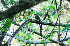 Eumomota superciliosa