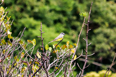 Tyrannus melancholicus