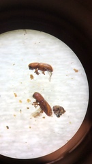 Dryoxylon onoharaensis