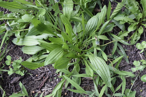 Plantago lanceolata image