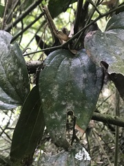 Smilax tomentosa