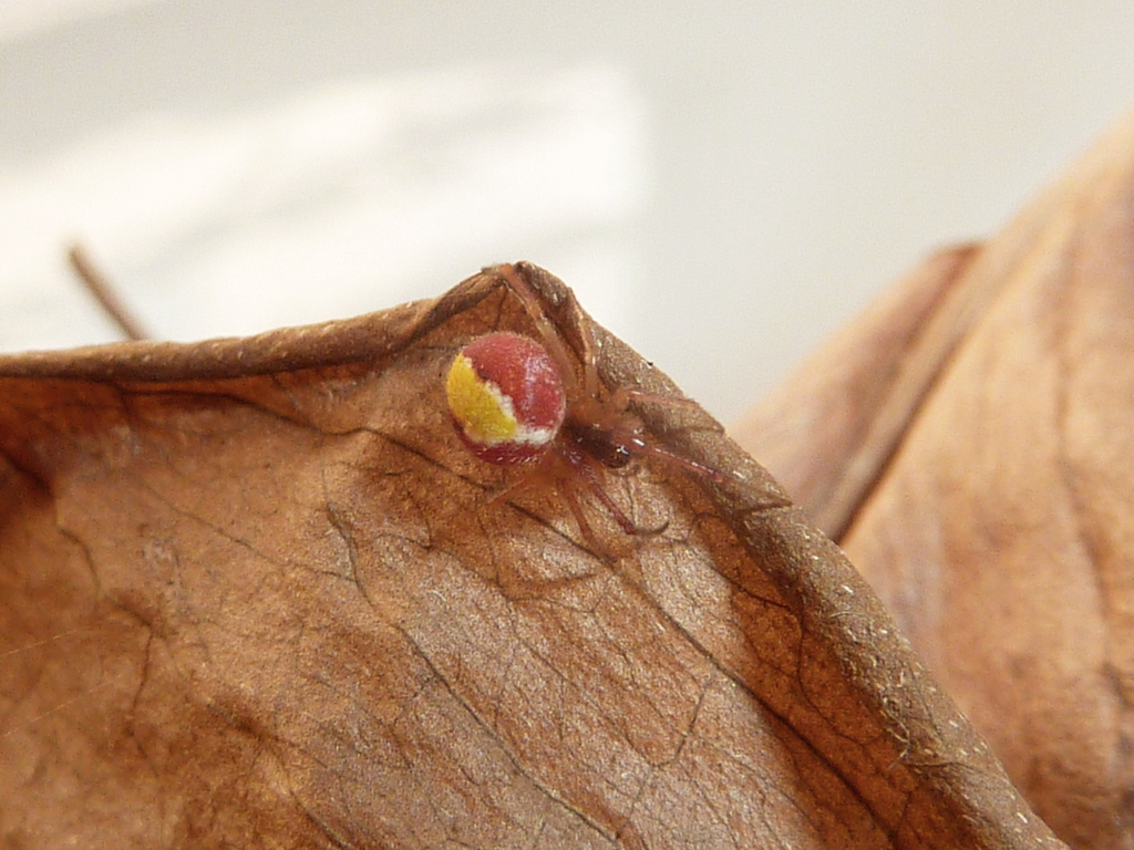 Selkirkiella purpurea
