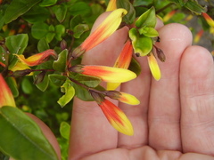 Justicia floribunda