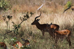 Aepyceros melampus melampus