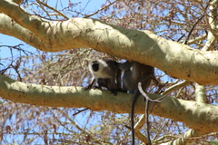 Chlorocebus pygerythrus hilgerti