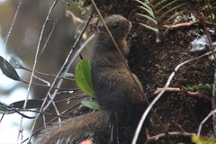 Bangs's Mountain Squirrel photo 1