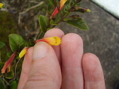 Justicia floribunda