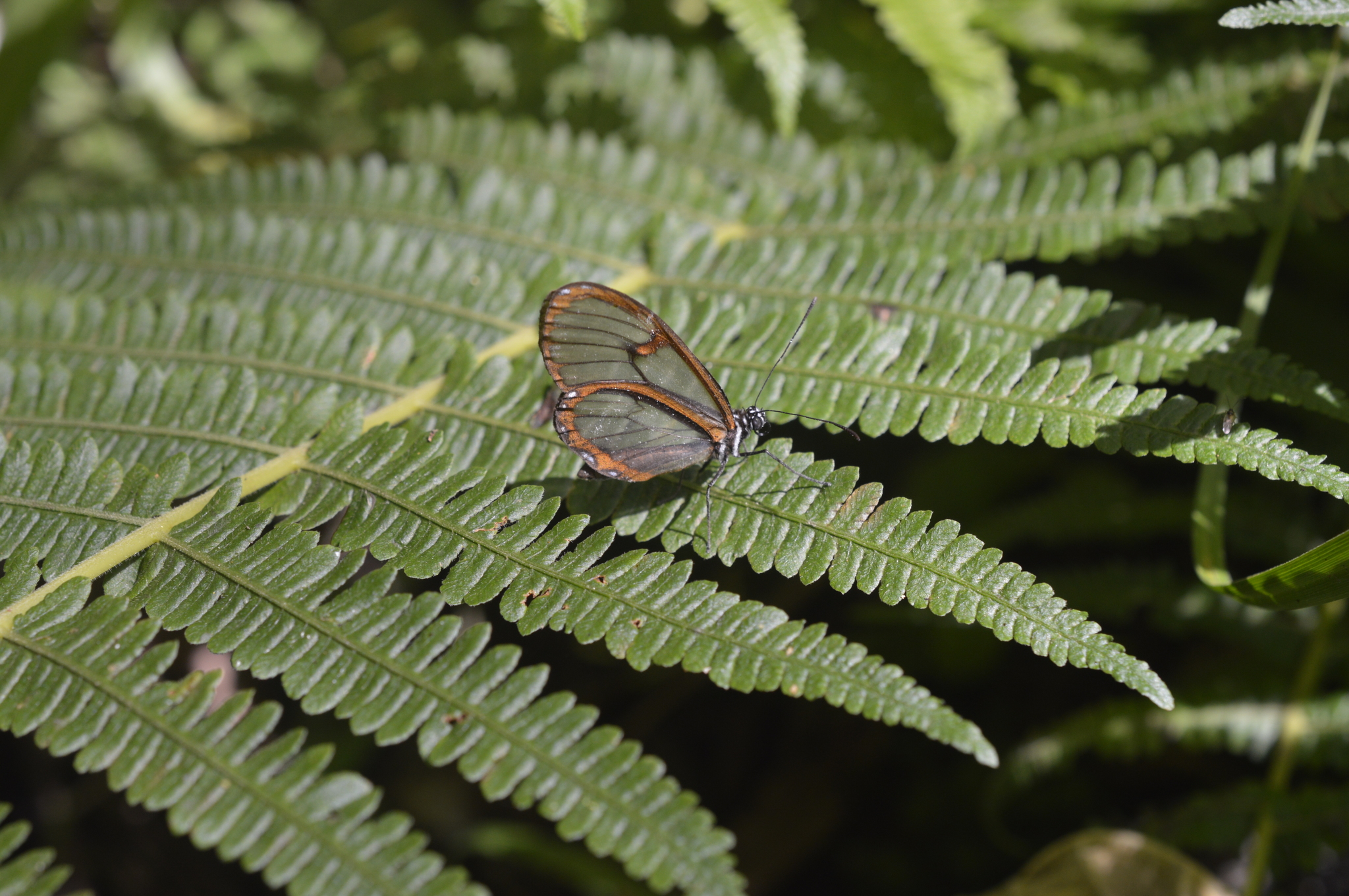 Pteronymia linzera image