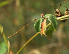Aciagrion pallidum