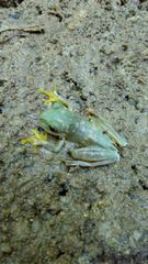 Ptychohyla hypomykter