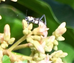 Chlorophorus curtisi