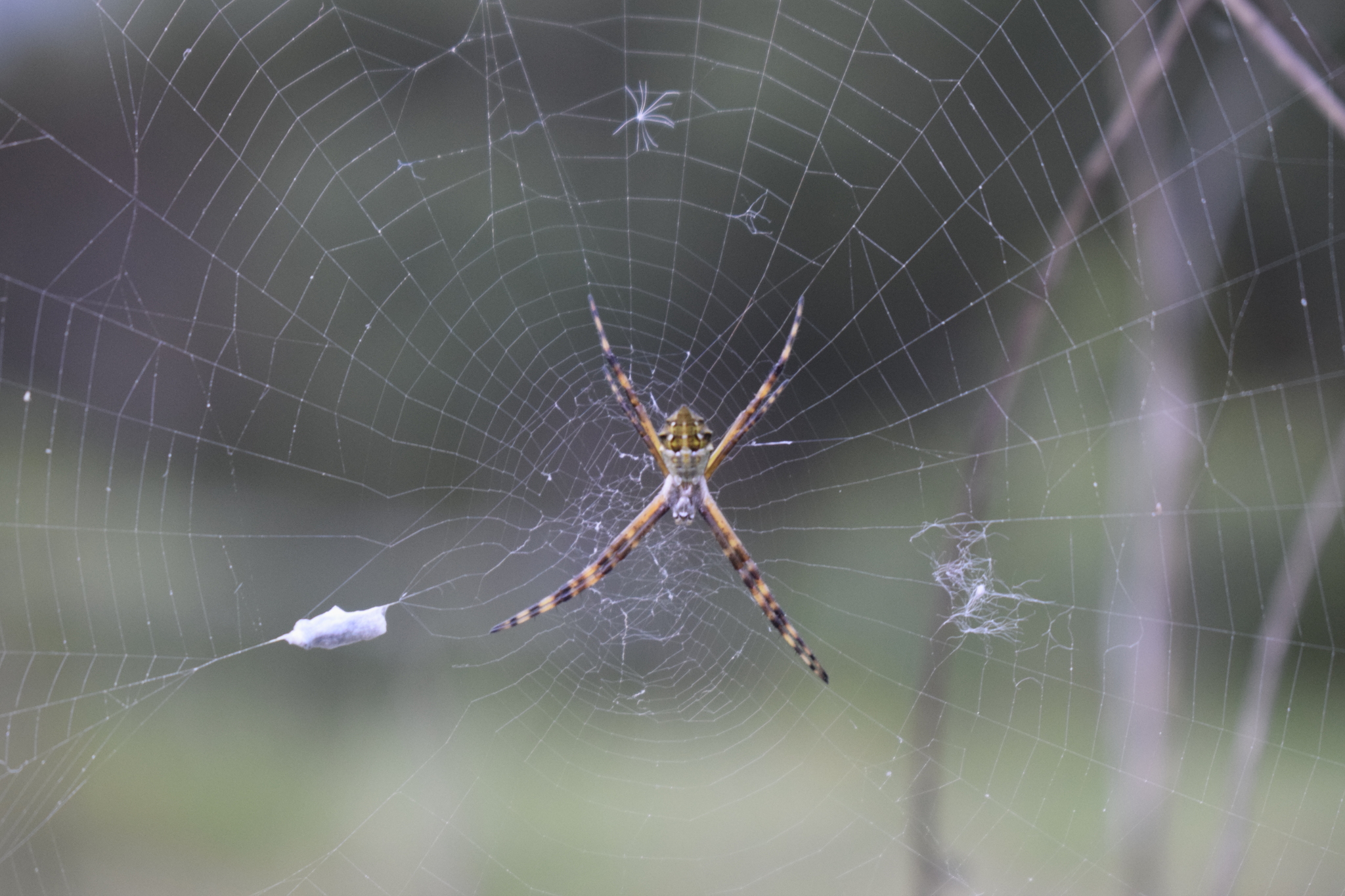 Argiope image