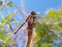 Dythemis nigrescens
