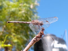 Dythemis nigrescens