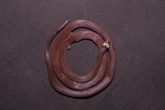 Sinomicrurus macclellandi