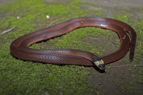 Black-headed Coral Snake (Sinomicrurus nigriventer) · iNaturalist ...