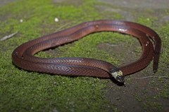 Sinomicrurus macclellandi