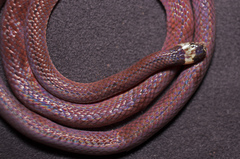 Sinomicrurus macclellandi