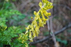 Corydalis speciosa