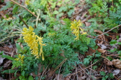 Corydalis speciosa