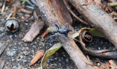 Nyssus