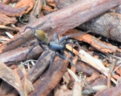 Nyssus