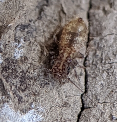 Pteroxanium kelloggi