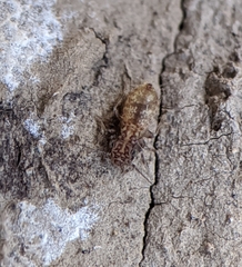 Pteroxanium kelloggi
