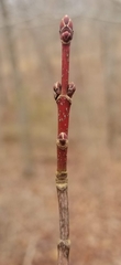 Acer rubrum rubrum