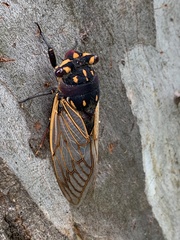 Macrotristria angularis