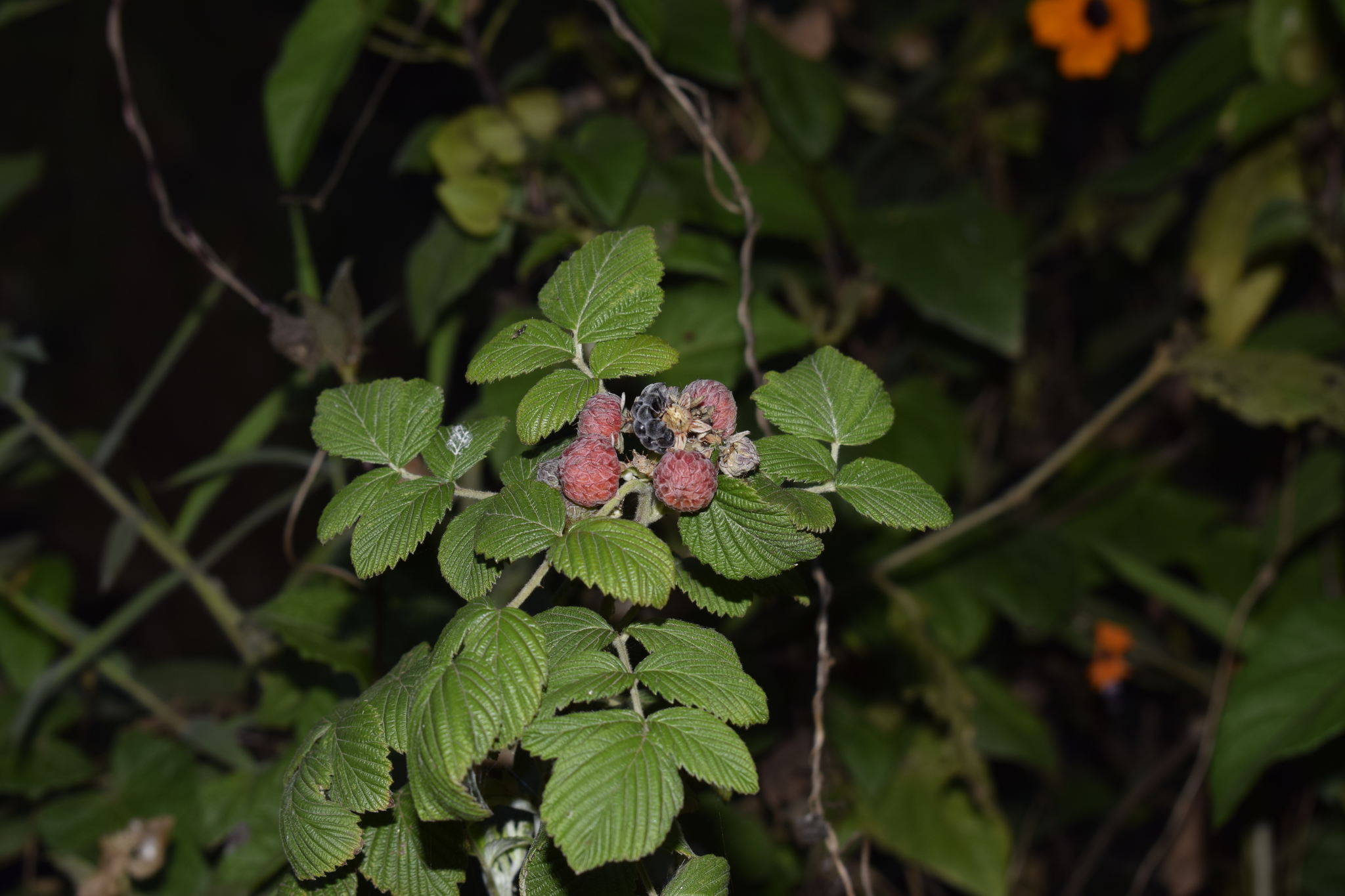 Rubus niveus image