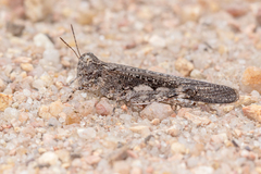 Austroicetes