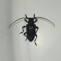 Aegomorphus nigricans