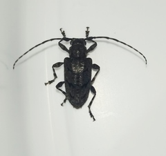 Aegomorphus nigricans