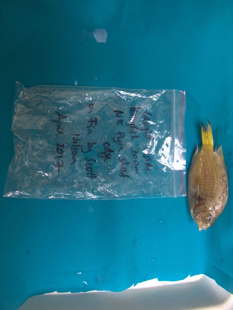 Deepwater chromis (Chromis abyssicola) — Pomacentridae