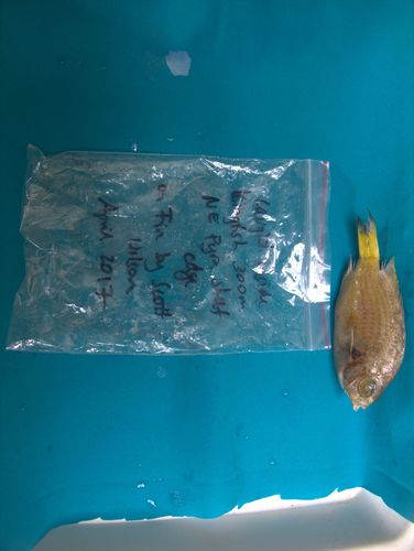 Deepwater chromis (Chromis abyssicola) — Pomacentridae