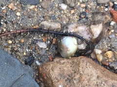 Corbicula largillierti