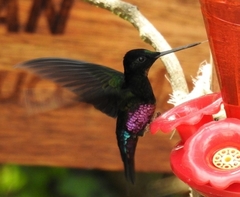 Coeligena helianthea