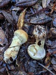 Cortinarius superbus