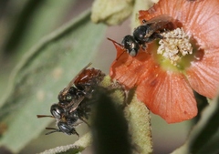 Macrotera latior