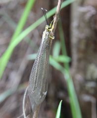 Banyutus lethalis