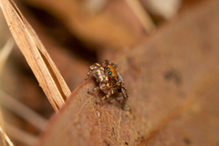 Maratus nimbus