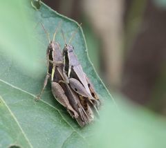 Phaeocatantops solitarius