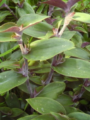 Tradescantia cerinthoides