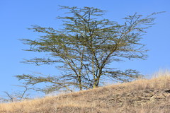 Vachellia xanthophloea