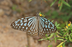 Ideopsis similis